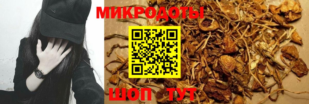 Галлюциногенные грибы Psilocybe Кинешма